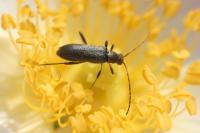 Grammoptera ruficornis