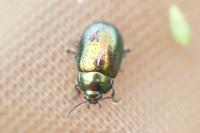 Chrysolina hyperici