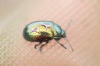 Chrysolina hyperici