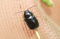 Cryptocephalus nitidus