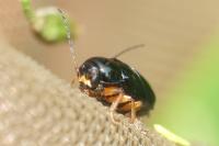 Cryptocephalus nitidus