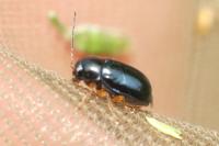 Cryptocephalus nitidus