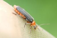 Cantharis pellucida