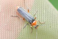 Cantharis pellucida