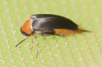 Mordellochroa abdominalis