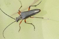 Stenocorus meridianus