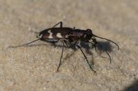 Cicindela hybrida