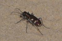 Cicindela hybrida
