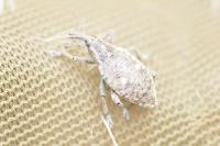 Lepyrus palustris