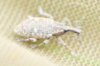Lepyrus palustris