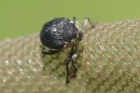 Mononychus punctumalbum