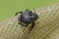 Mononychus punctumalbum