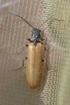 Denticollis linearis