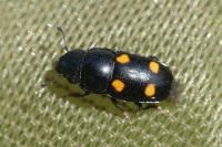 Glischrochilus hortensis