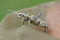 Rhagium mordax