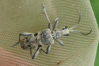Rhagium mordax