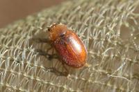 Coccidula rufa