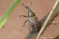 Lepyrus capucinus