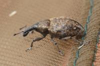 Lepyrus capucinus