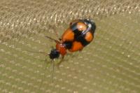 Lebia cruxminor