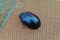 Plagiodera versicolora