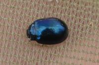 Plagiodera versicolora
