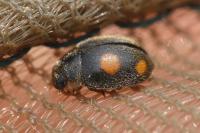 Platynaspis luteorubra