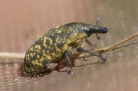 Larinus turbinatus