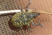 Larinus turbinatus