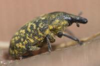 Larinus turbinatus