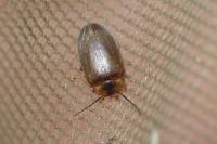 Microcara testacea