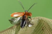 Schizotus pectinicornis
