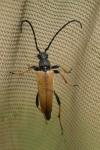 Stictoleptura rubra