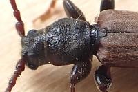 Tetropium fuscum