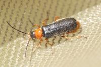 Cantharis flavilabris