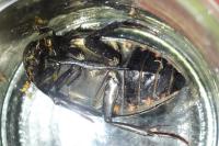 Hydrophilus piceus