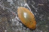 Hydrophilus piceus