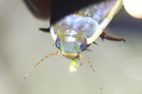 Cybister lateralimarginalis