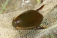 Cybister lateralimarginalis