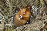 Cybister lateralimarginalis