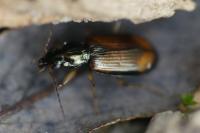 Bembidion testaceum