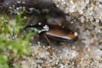 Bembidion testaceum