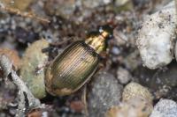 Chlaenius vestitus