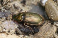 Chlaenius vestitus
