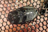 Hydrochara caraboides