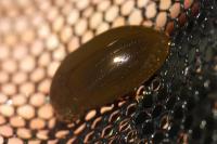 Hydrochara caraboides