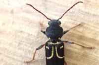 Xylotrechus antilope