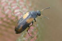 Anaspis fasciata