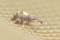 Ixapion variegatum