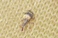 Ixapion variegatum